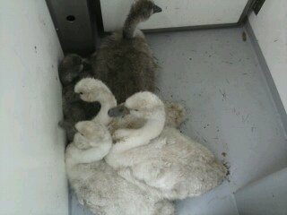 20130628   Dierenambulance    Zwanenrescue   001